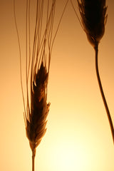 Flora Baby Grano - Lampada da tavolo