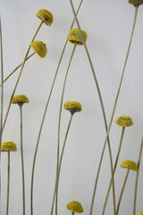 Inflora - Lampada da tavolo