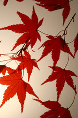 Flora Acero - Lampada da tavolo