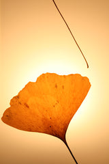 Flora Baby Ginko - Lampada da tavolo