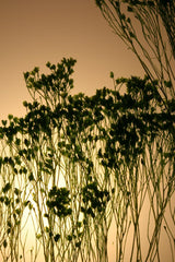 Flora Broom Bloom - Lampada da tavolo